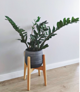 Planta verde em um vaso cinza com apoio de madeira. 